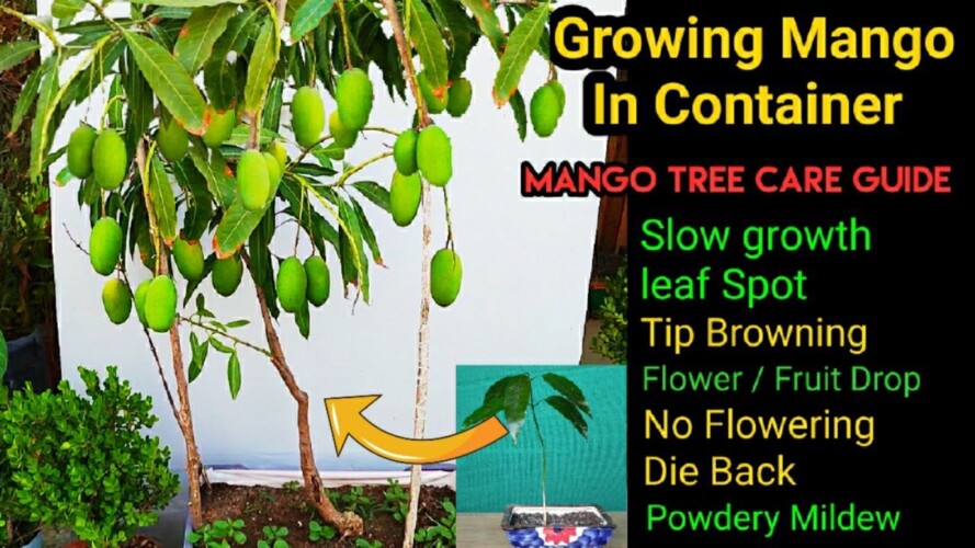 How to Grow and take care of Mango Plant  | Mango Tree All Deseases and Best Treatments