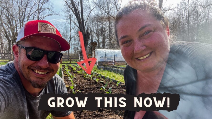 Rebel Gardening | Peas, Cabbage, & Broccoli!