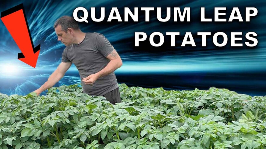 Growing Potatoes In Containers Just Took A Quantum Leap!
