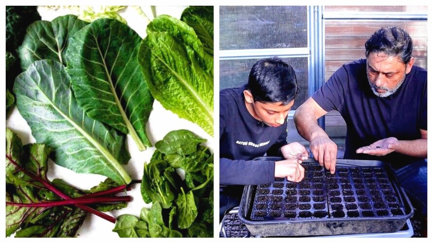 Which Leafy Greens Should You Start In March | Gardening Tips For Beginners