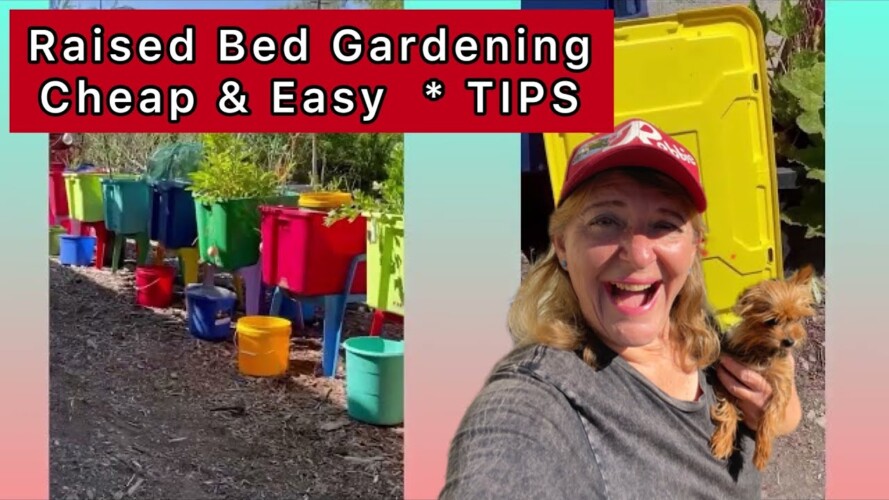 Container Gardening Growing Tons of FOOD CHEAP in Raised Bed Storage Tote $7 or Less & $ Saving TIPS