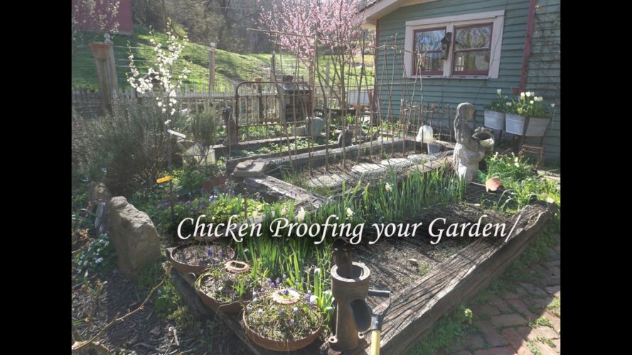 Chicken proof gardening/Astrantia roots and Ranunculus corms