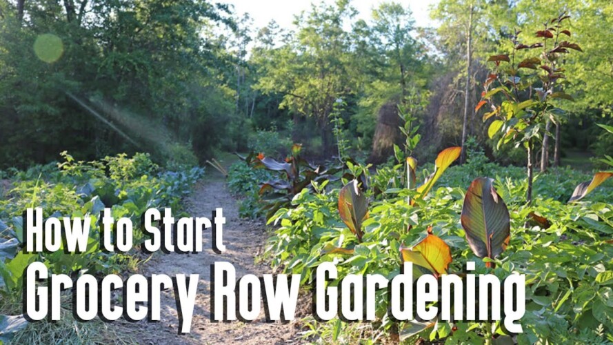 How To Start Grocery Row Gardening