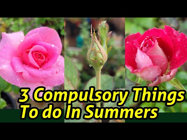3 Compulsory Things to do In Summer Gardening