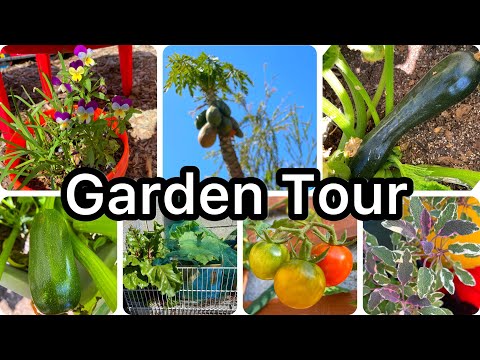 Tips on Vegetable Garden Tour Cardboard Box Garden, Tote Container Gardening, Elevated Raised Bed