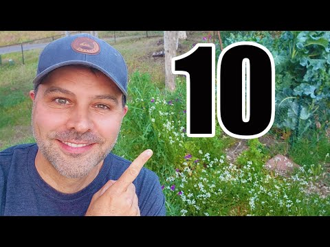 Top Ten Tips for Small Space Vegetable Gardens