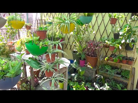 How Do You Turn a Planter Into a Hanging Planter | Make Cheap Hanging Baskets | Kitchen Gardening