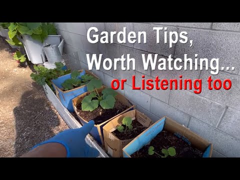 Vlog-Cardboard Box Garden Growing, Heatwave Plant Watering, Gardening to Build Free Soil with Weeds