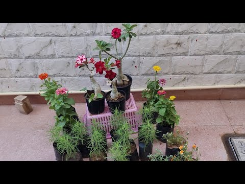 Summer Plants Shopping - Beautiful Adenium Shopping || Fun Gardening