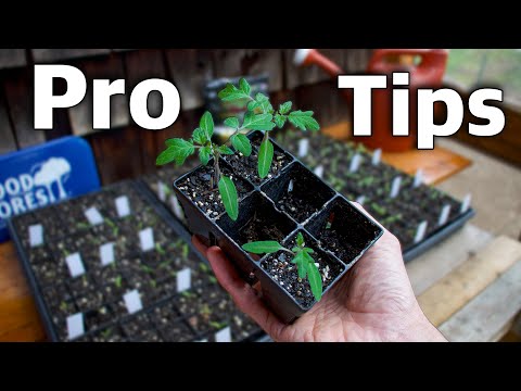 How to Grow Tomatoes in Your Backyard Garden, Complete Growing Guide