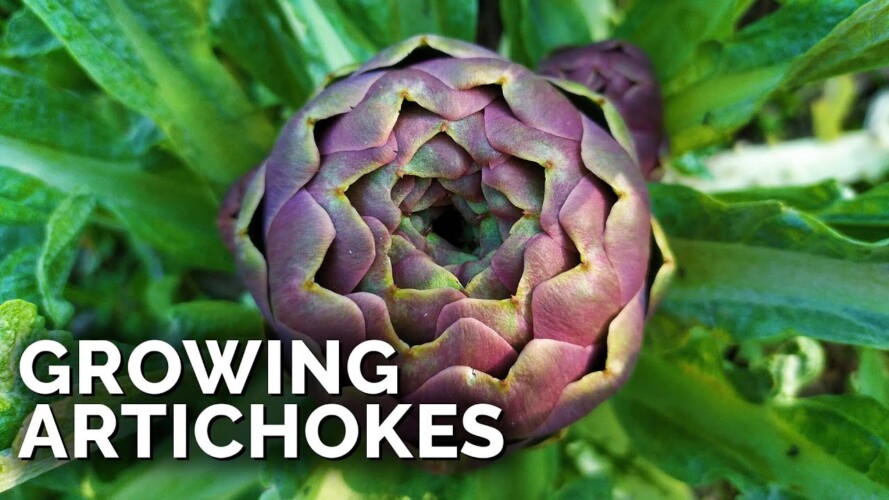 How to Grow Artichokes in ANY Climate