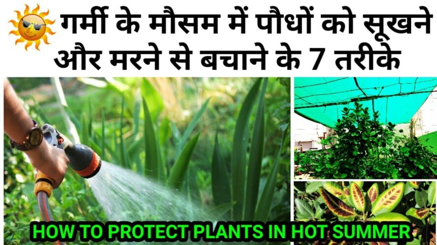इन 7 कामों को अभी कीजिये, गर्मी में हरे भरे और हल्दी रहेंगे पौधे. How To Protect Plants In Summer