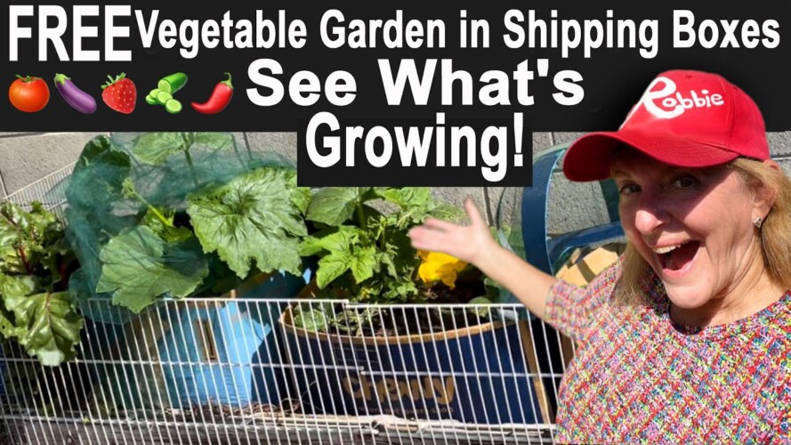 Gardening FREE in Cardboard Box Growing Tomatoes Cucumber Peppers Onions Eggplant * Container Garden