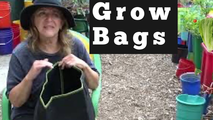 Grow Bags vs Container Gardening Vegetable Plants In Hot Climate, Let’s See How Fabric Pots Do Here