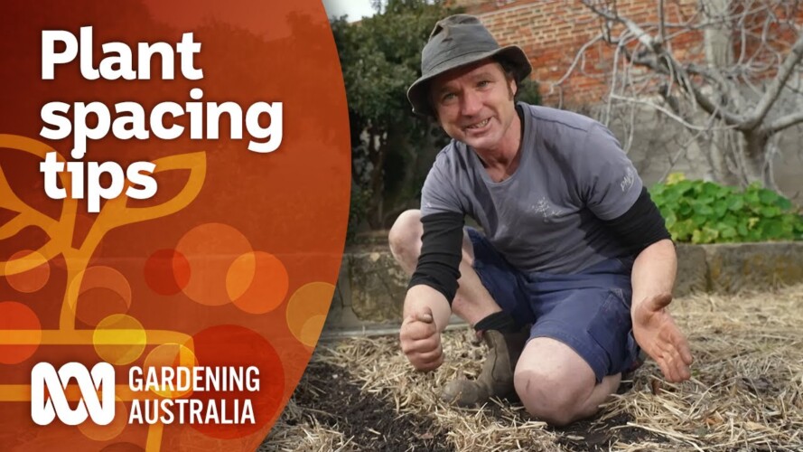 Tips for spacing out plants in your garden | Gardening 101 | Gardening Australia