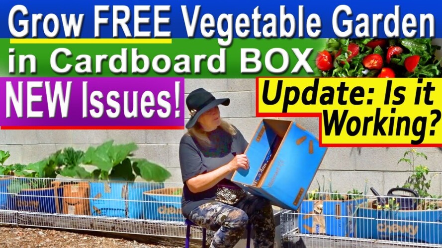 EASY Cardboard Box Garden FREE Vegetable Container Gardening Growing Food Cucumbers Tomatoes Peppers