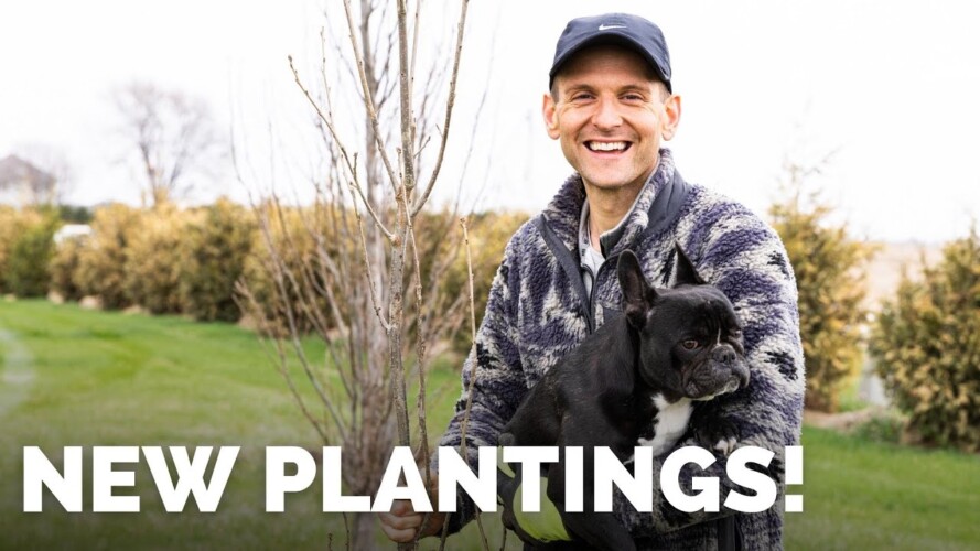 New Plantings & Fertilizing My Yard | Gardening with Wyse Guide
