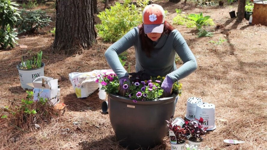 Planting a Sun-Loving Container | Gardening with Creekside