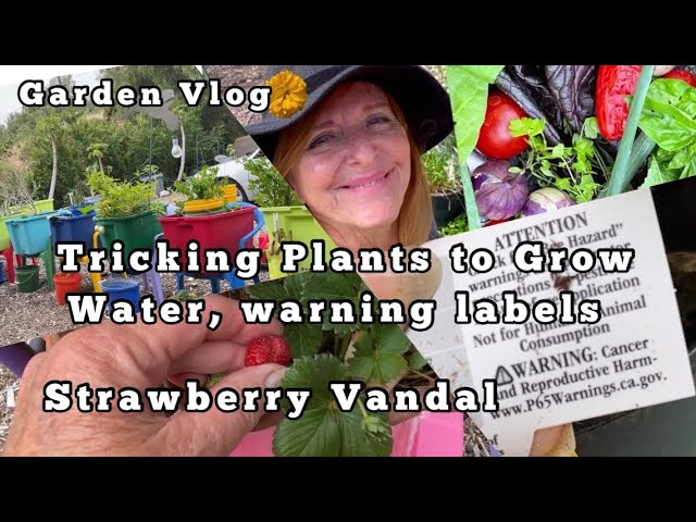 Container Vegetable Gardening Ideas, Tricking Plants to Grow, Watermelon, Tomato, Raised Garden Bed
