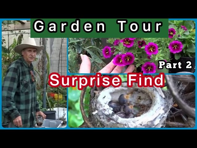 Garden Tour & Food Forest Vegetable Gardening, FREE Soil & Fertilizer Raised Bed Container Gardening