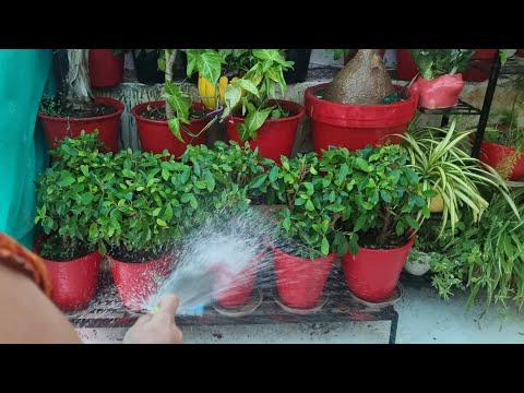 Do THIS Important Gardening Work in May || Gardening Works || Fun Gardening