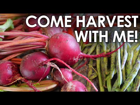 Come Harvest With Me! Spring Gardening Bounty || Black Gumbo