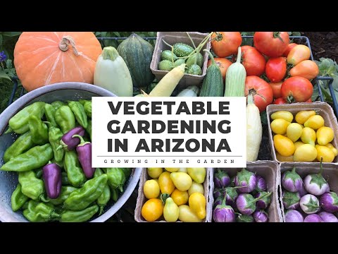 VEGETABLE GARDENING in Arizona, 7 Principles for SUCCESS: Growing in the Garden