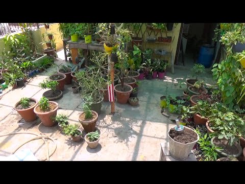 What Is the Purpose of a Roof Top Garden | What To Consider Before Planting a Rooftop Garden