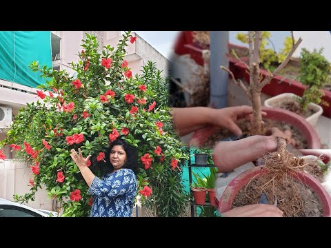 Growing My Hibiscus as a Bonsai || Gardening Work || Fun Gardening