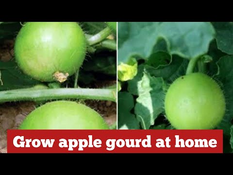Apple gourd|| how to grow tinda at home|| vegetables gardening