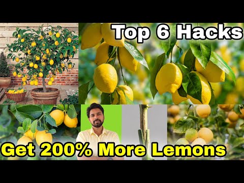 6 Gardening Hacks to get 200% more lemons 🍋 | Lemon Grafting
