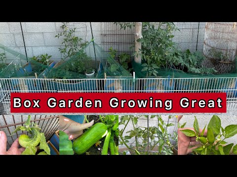 SUCCESS Garden FREE Cardboard Box Container Gardening Growing Vegetables Cucumbers Tomatoes Peppers