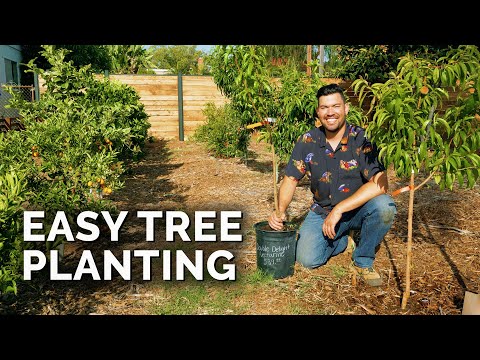 How to Plant Fruit Trees: The Complete Guide