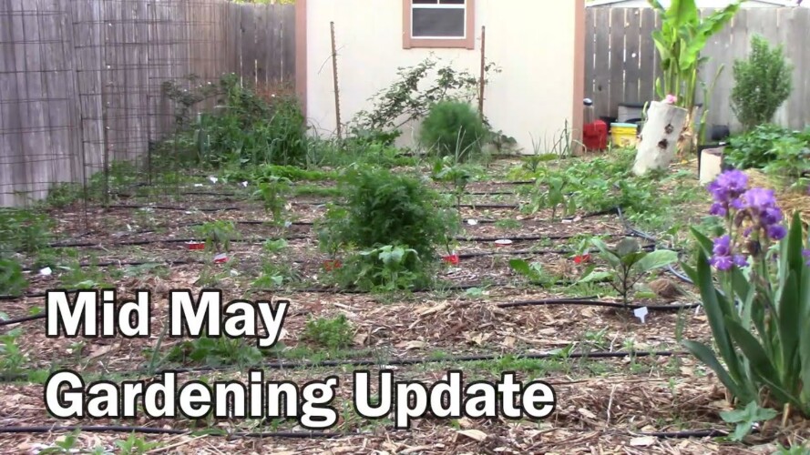Mid May Gardening Update and Tour- Lots Growing And More All The Time