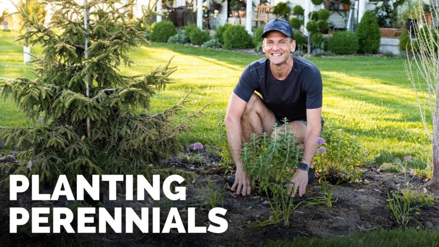 Planting Perennials in My Front Flowerbed 🌺 | Gardening with Wyse Guide