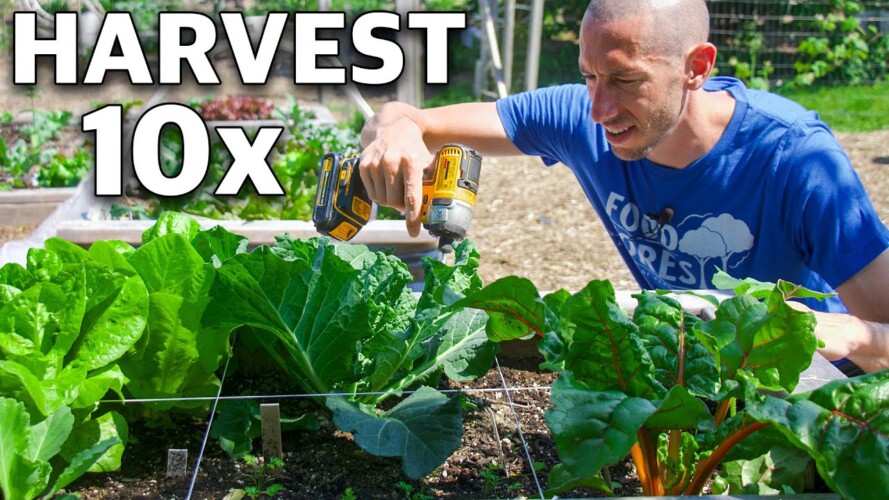 7 Brilliant Methods to Grow TONS of Food in a TINY Garden