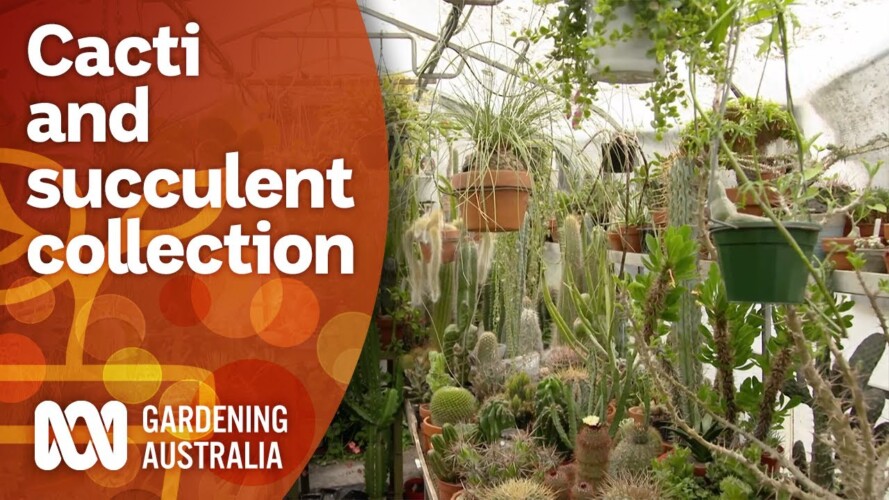 A cacti and succulent collector's garden | Garden Design and Inspiration | Gardening Australia