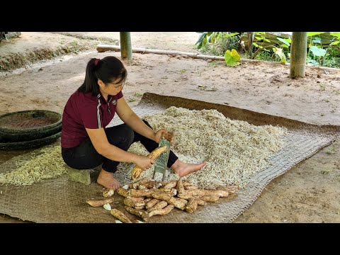 How to Cassava Harvest - Cassava Processing, Gardening, Animal Farm