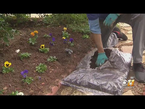 Gardening 101: Heat-proof your garden