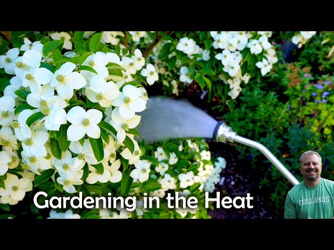 Gardening Strategies in a Heat Wave 🥵🔥🌵