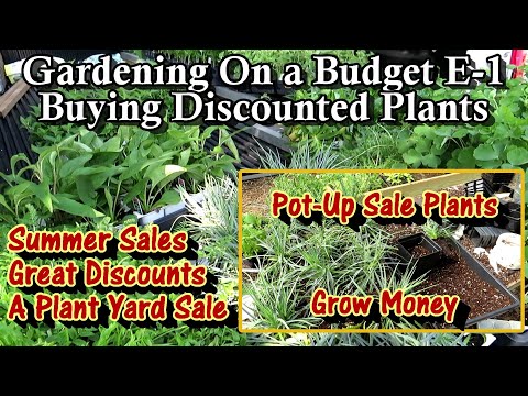 Gardening On a Budget E-1: Buying Perennial Plants on Sale for a Plant Yard Sale & Pollinator Garden