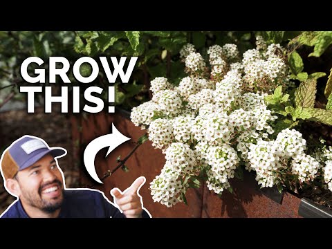 Sweet Alyssum: The Companion Plant You're Probably Not Growing