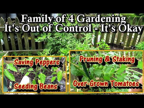 Family of 4 Vegetable Gardening E-5: Staking & Pruning Tomatoes, Fertilizing, & Planting Beans