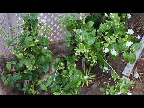 Care of Mogra Plant || Fun Gardening