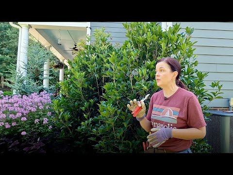 How to Prune Shrubs the Right Way | Gardening with Creekside