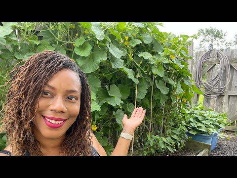 How I Grow Watermelon And Cantaloupe Up Trellis Small Raised Bed Gardening