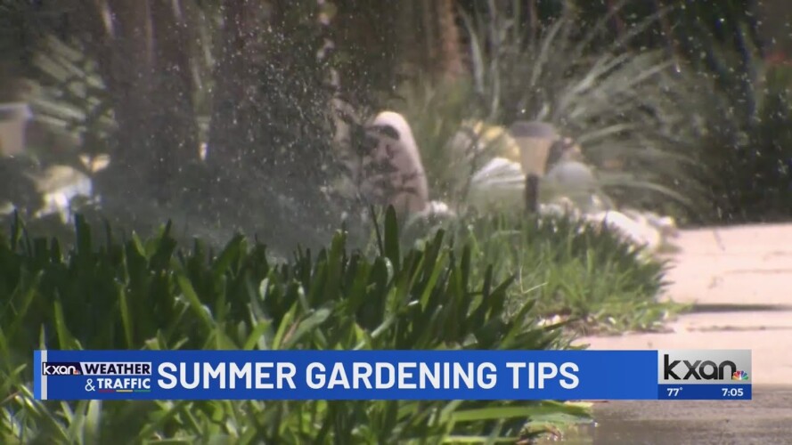 Gardening tips to save your plants this summer