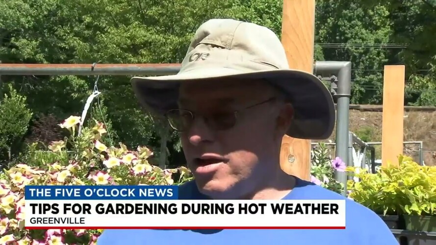 Tips for gardening during hot weather