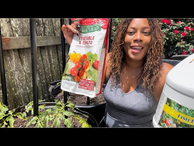 Planting Tomatoes In Containers Gardening 2022 Container Gardening