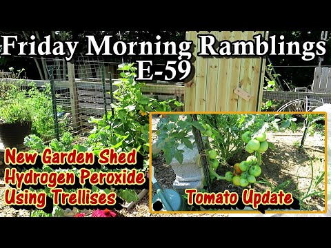 Tomatoes, Hydrogen Peroxide, Trellising, My New Garden Shed, & Tour:  FM Gardening Ramblings E-59